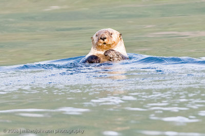 135_Sea Otter