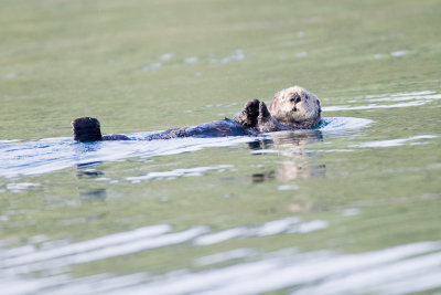 136_Sea Otter