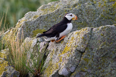 140_Puffin on Rock