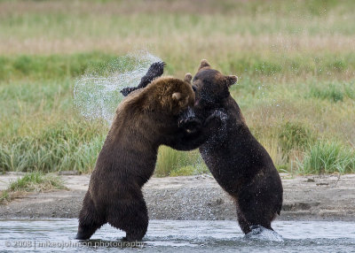 Bears Sparing