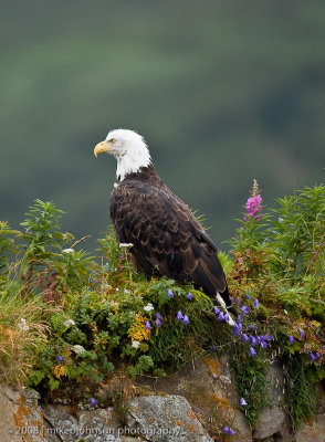160_Eagle in Flowers