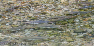 174_Salmon Running in Shallow Water
