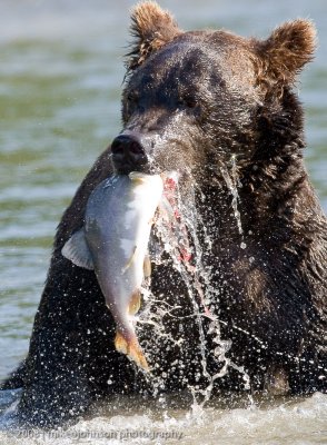181_Bear with Fish Closeup
