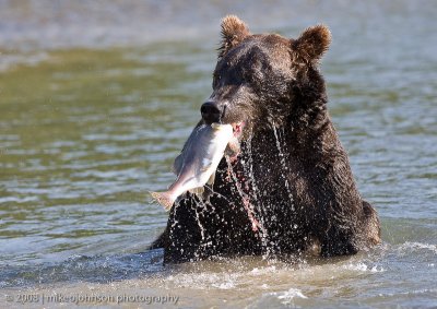 182_Bear with Fish Losing Roe