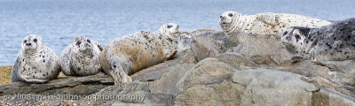 192_Seals on Rock