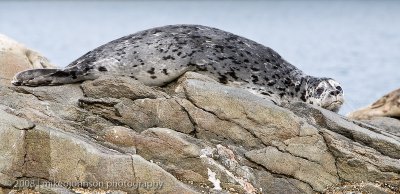 193_Seal at Rest