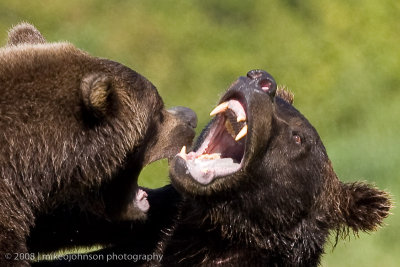 Bears Sparring Closeup