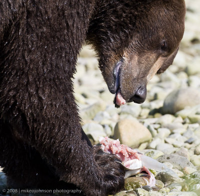206_Bear Eating Fish Closeup