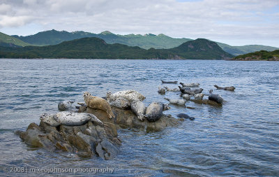 Seals On Rocks Scenic