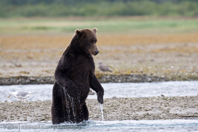 221_Bear Looking for Fish