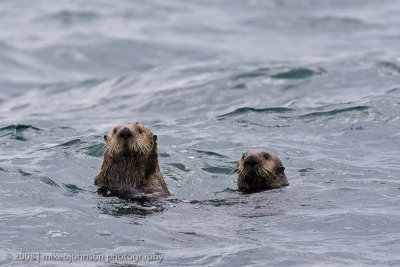 244_Pair of Otters