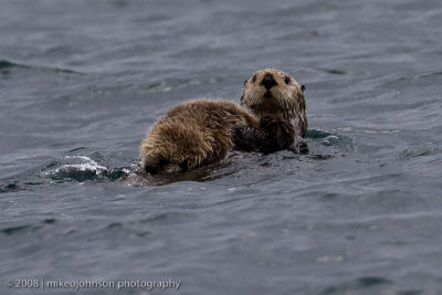 245_Otter with Baby