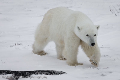 1006Polar Bear.jpg