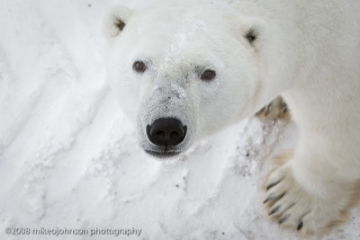 1011Polar Bear up Close.jpg