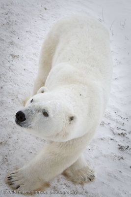 1012Cross Legged Polar Bear.jpg