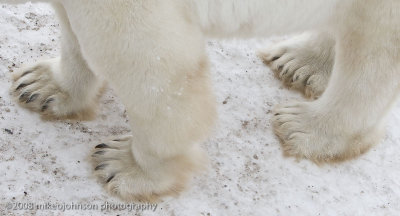 1013Polar Bear Paws.jpg