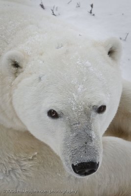 1016Polar Bear Portrait.jpg