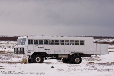 1017Polar Bear and Tundra Buggy.jpg