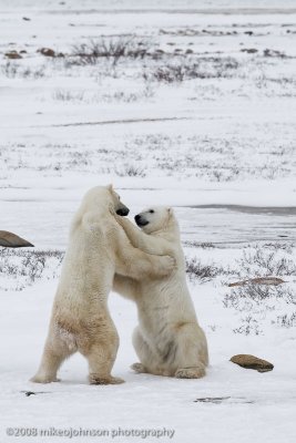 1024Polar Bears Sparring.jpg