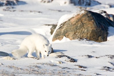 1031Arctic Fox.jpg