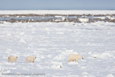 1033Polar Bear Family on Snow.jpg