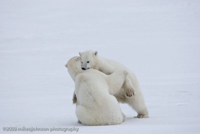 1037Polar Bears Sparring.jpg