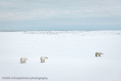 1044Polar Bears on the Tundra.jpg