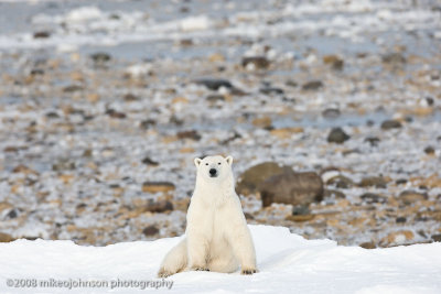 1048Polar Bear Sitting.jpg