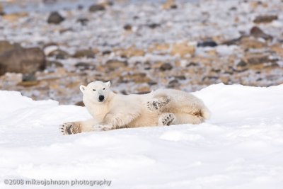 1050Polar Bear Cleaning Up.jpg