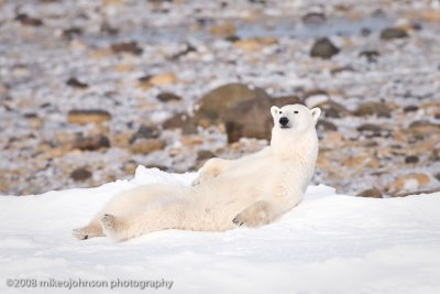 1052Polar Bear Lounging.jpg