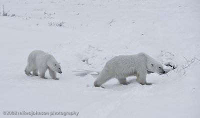 1054Polar Bear and Cub.jpg