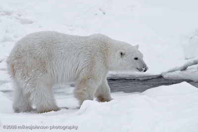 1055Polar Bear by Stream.jpg