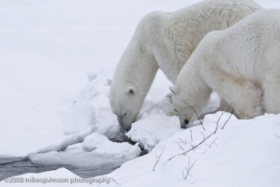 1056Polar Bears Drinking.jpg