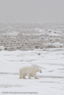 1064Polar Bear On Ice.jpg