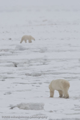 1065Polar Bears On Ice.jpg