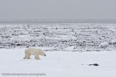 1066Polar Bear On Ice.jpg