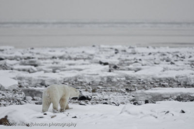 1068Polar Bear Waits for Ice to Freeze.jpg