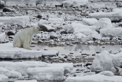 1071Polar Bear Waits for Ice to Freeze.jpg