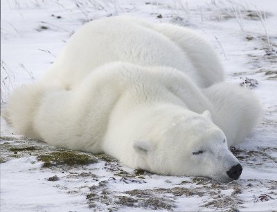 Polar Bear Pano