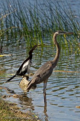 Great Blue Heron and Anhinga