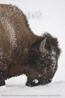 002-Bison Licking Snow