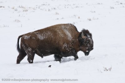 003-Bison in Snow