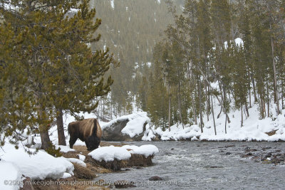 007-Bison by River