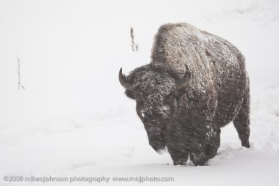 015-Bison in Snowstorm