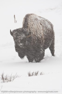 016-Bison in Snowstorm
