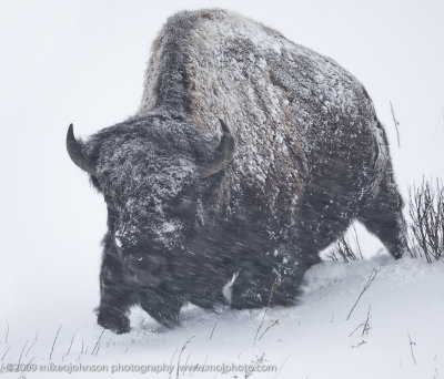 017-Bison in Snowstorm