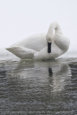 023-Trumpeter Swan