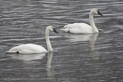 025-Pair of Swans