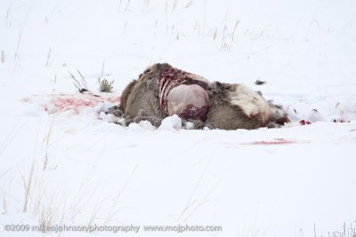033-Elk Carcass