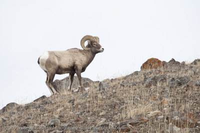 042-Big Horn Sheep on Ridge